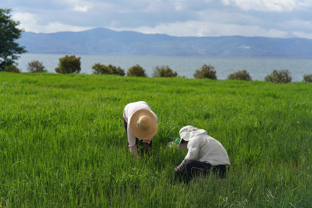 rural landscape with people